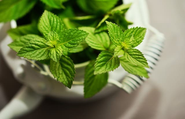 menta, cucino a modo mio, ricette cucina, richiami alimentari, guide cucina