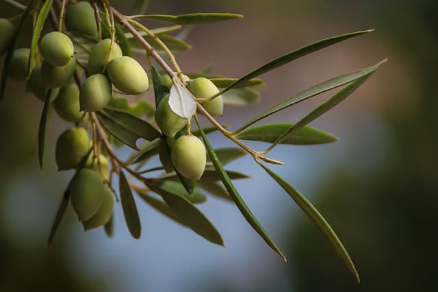 Scopri di più sull'articolo Olive