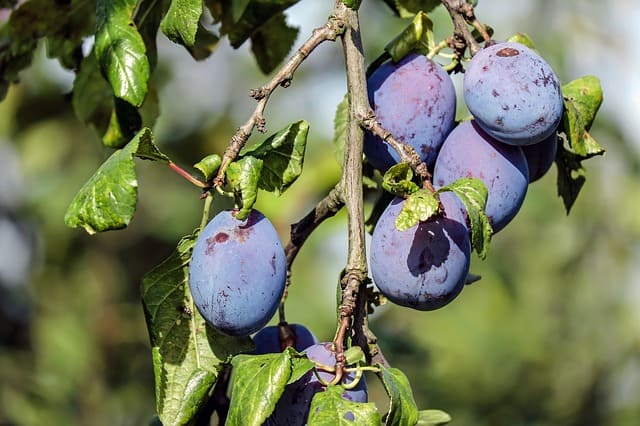 Scopri di più sull'articolo Prugne