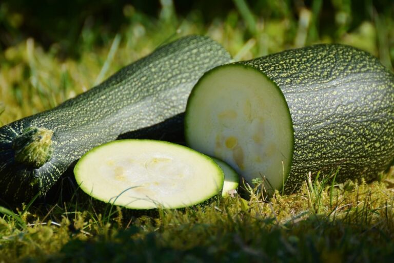 Scopri di più sull'articolo Zucchine