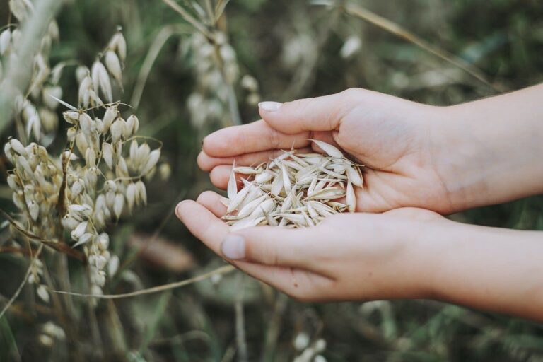 Scopri di più sull'articolo Allerta Alimentare | Confezionamento errato, Cereali ritirati