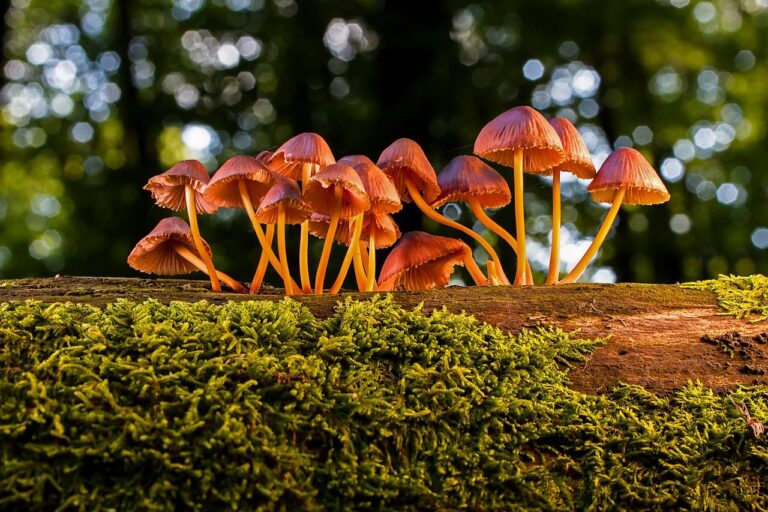 Scopri di più sull'articolo Funghi