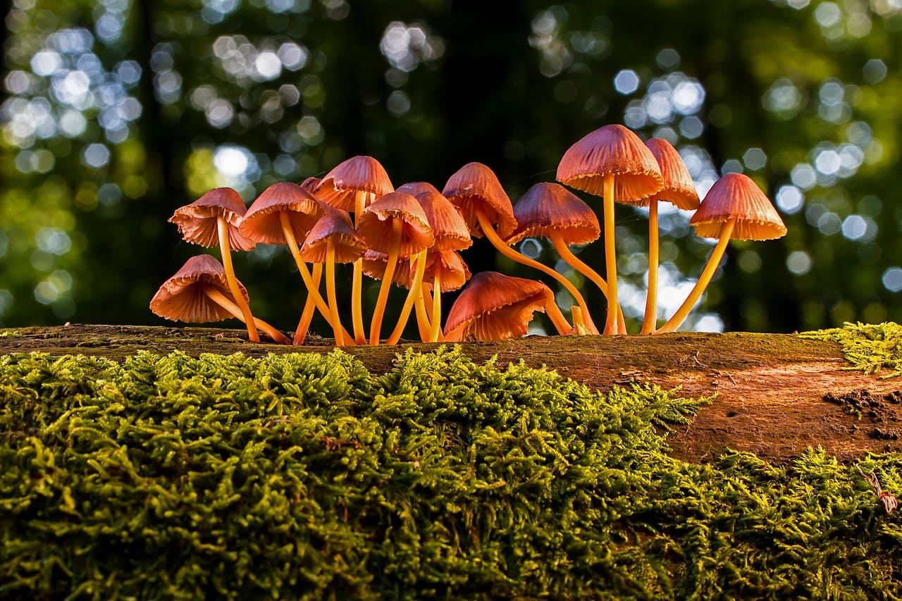 funghi, Ingredienti, alimenti, lista ingredienti, cosa è, come si cuoce, ricette, come si cucina, informazioni nutrizionali, calorie, proteine, grassi, carboidrati,