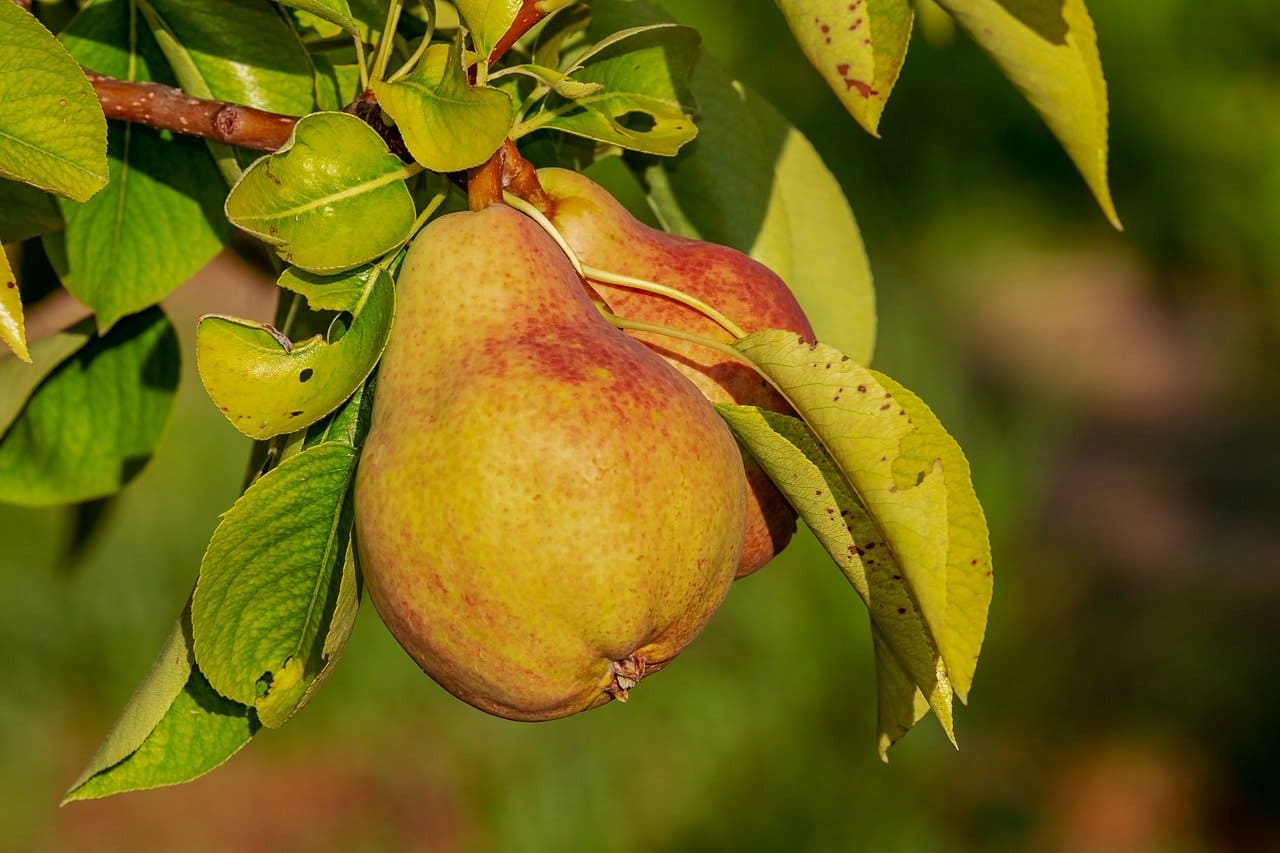 pere, cucino a modo mio, ricette cucina, richiami alimentari, guide cucina